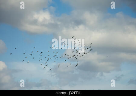 Swarm of pigeons on a blue sky wit fluffy cumulus clouds Stock Photo