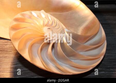 shell nautilus Fibonacci section spiral pearl symmetry half cross golden ratio shell structure close up mother pearl ( pompilius nautilus shell ) Stock Photo