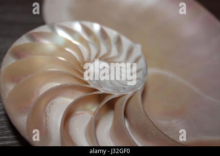 nautilus shell symmetry Fibonacci half cross section spiral golden ratio structure growth close up back lit mother of pearl close up ( pompilius nauti Stock Photo