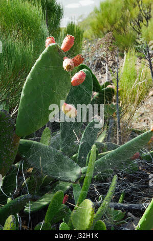 View of cactus Opuntia, succulents and spider web on trail from Alfareo del Arguayo to Santiago del Teide, Tenerife Stock Photo