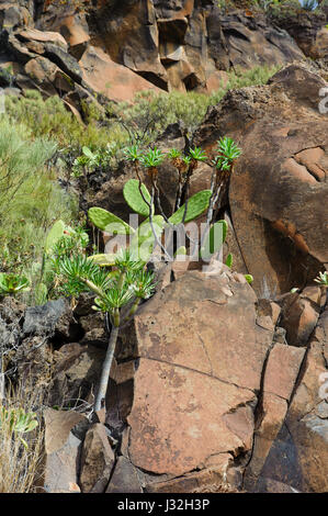 Succulents on the rocks. Tenerife. Canary Islands. Spain Stock Photo ...