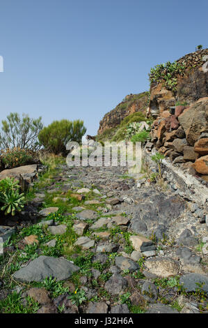 Canaries island -beautiful walking path in Tenerife, flora and nature on a sunny day Stock Photo