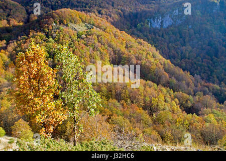 Autumn colours of the beech forest in Pollino National Park Stock Photo