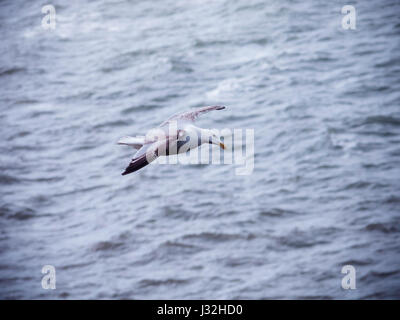 A lone seagull glides above the sea Stock Photo