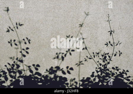 Climbing vine plant shadows on a concrete footpath Stock Photo