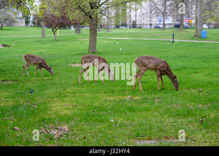 Herd of young white-tailed deer (Odocoileus virginianus), male, female, doe, buck, grazing, urban environment, London, Ontario, Canada. Stock Photo
