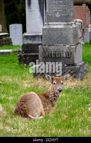 Young male white-tailed deer (Odocoileus virginianus), buck, laying down, resting in a grassy field, green grass, one animal, cemetery London, Ontario Stock Photo