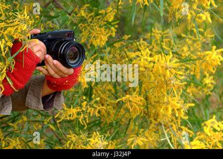Woman hand with camera take photo on yellow flower background, female photographer with passion in photography Stock Photo