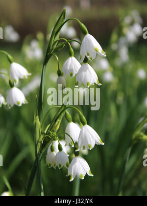 The beautiful white flowers of Leucojum aestivum also known as Summer snowflake or Loddon Lily, growing outdoors in a natural setting. Stock Photo