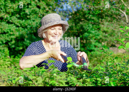 Smiling retired woman with a straw hat trimming the hedge of her garden yard on a sunny summers day, joy of gardening concept, copy or text space Stock Photo