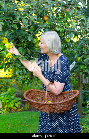 Senior lady in a blue polka-dotted dress and a basket on her arm picking ripe apples of a tree in her garden yard, active and healthy retirement Stock Photo