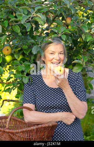 Happy mature woman in a blue polka-dotted dress and a basket on her arm biting in a fresh apple of her apple tree, active and healthy retirement Stock Photo