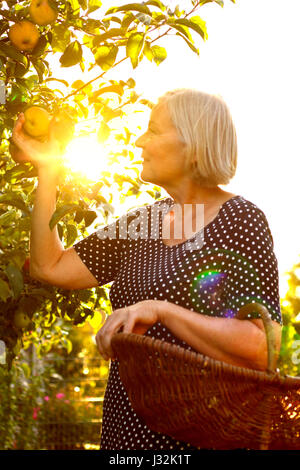 Senior woman with a basket on her arm picking ripe apples of a tree in her garden yard in the golden light of a glorious sunny day in fall or autumn Stock Photo