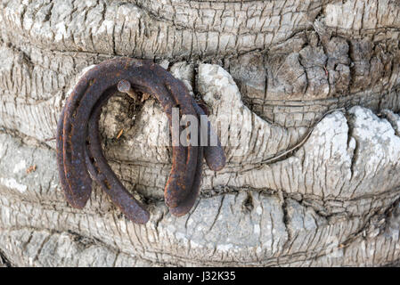 Three old rusty horseshoes hanging on a tree trunk, luck symbol Stock Photo