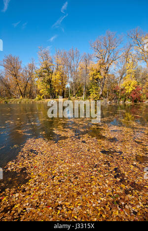 Marshs lake, fall foliage, Spruce Woods Provincial Park, Manitoba, Canada Stock Photo