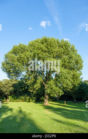 Hybrid Black Poplar (Populus x canadensis) tree in a park, England, UK Stock Photo