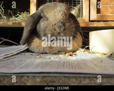 Low level shot of a large bunny rabbit (Oryctolagus cuniculus) with floppy ears sitting on newspaper outside his hutch Stock Photo