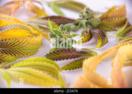Fresh harvested cannabis leaves pattern isolated over white background - medical marijuana concept Stock Photo