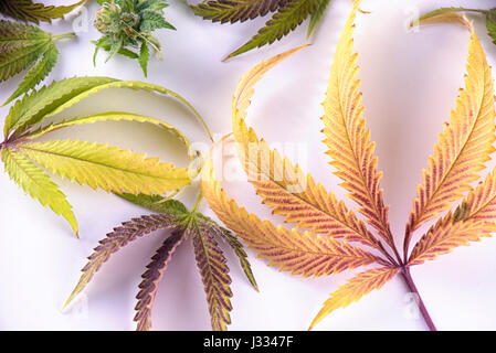 Fresh harvested cannabis leaves pattern isolated over white background - medical marijuana concept Stock Photo