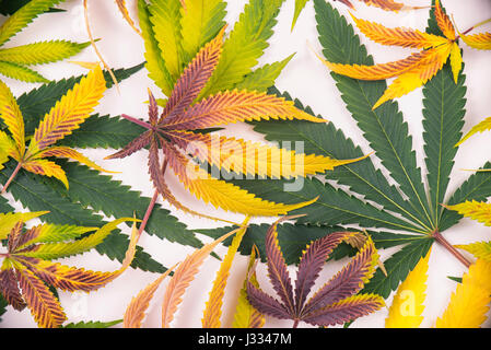 Fresh harvested cannabis leaves pattern isolated over white background - medical marijuana concept Stock Photo