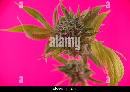 Detail of cannabis cola (Mangolope marijuana strain) with visible hairs and leaves on late flowering stage - isolated over pink background Stock Photo