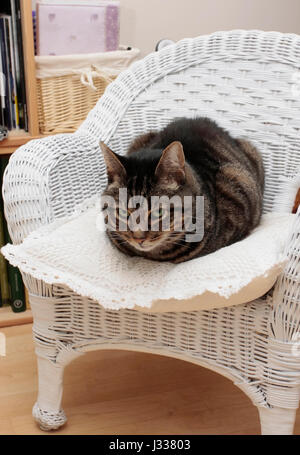 Large male adult pet Mackerel Tabby cat sitting on a cushion on a small white wicker chair and glancing at camera Stock Photo