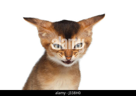 Portrait of Angry Kitten on Isolated White Background Stock Photo