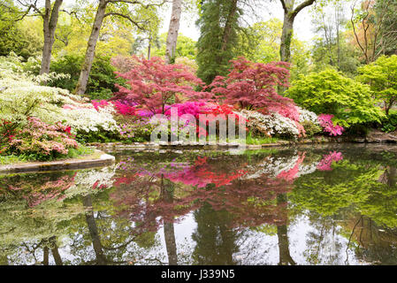 Exbury Gardens in the New Forest National Park near Southampton, holds a specialist collection of rhododendrons and azaleas and is open to the public. Stock Photo