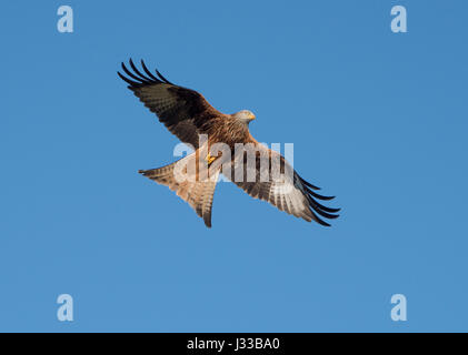 A Red Kite at Gigrin Farm, Rhayader, Powys, Wales. Stock Photo