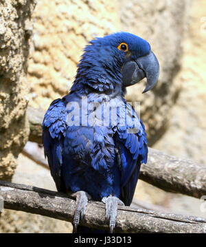 South American Hyacinth Macaw (Anodorhynchus hyacinthinus). Largest parrot species in the world, found in Brazil, Bolivia and Paraguay. Stock Photo