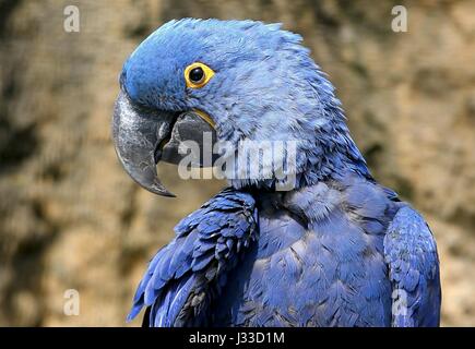 South American Hyacinth Macaw (Anodorhynchus hyacinthinus). Largest parrot species in the world, found in Brazil, Bolivia and Paraguay. Stock Photo