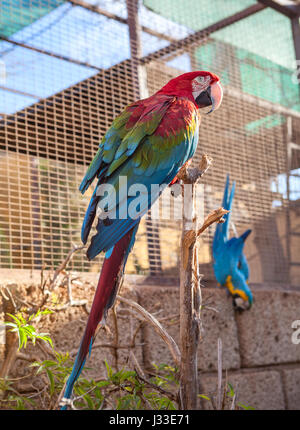 Open cage with large red and with blue wings parrots, Tenerife, Spain Stock Photo