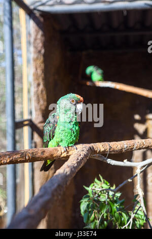 Open cage with two large green Jardine (Jardinero) parrots sitting on tree branches Stock Photo