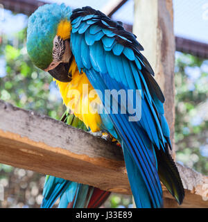 Close up view at blue large parrot with yellow neck and chest, green spotted head. Cleaning feathers Stock Photo