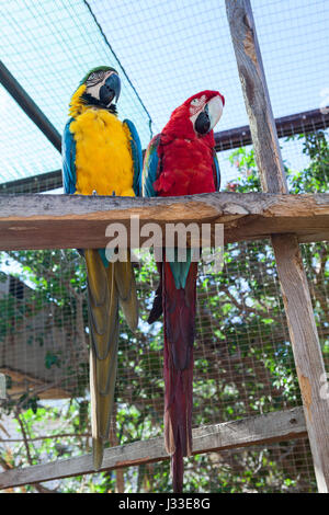 Two large parrots sitting together on perch. Yellow and red chests with blue wings Stock Photo
