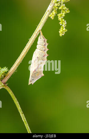 Caterpillar in chrysalis, peacock butterfly (Inachis io) hanging head down on nettle, pupation process, series, Hesse, Germany Stock Photo