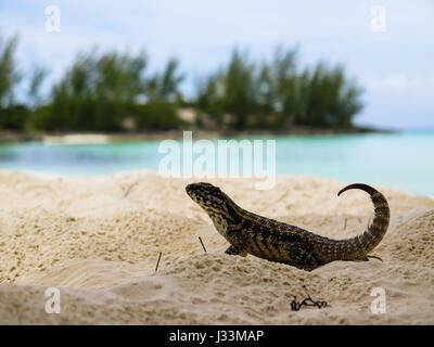 Small gecko from Whale Cay, in Bahamas. Stock Photo