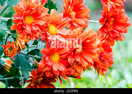 Close up garden of blooming  orange chrysanthemum flowers covered with rain droplets in garden setting Stock Photo