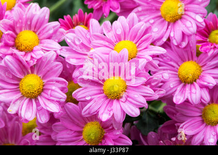 Close up garden of blooming violet  chrysanthemum flowers covered with rain droplets in garden setting Stock Photo