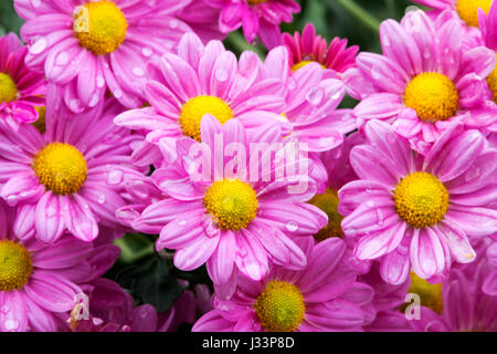 Close up garden of blooming violet and orange chrysanthemum flowers covered with rain droplets in garden setting Stock Photo