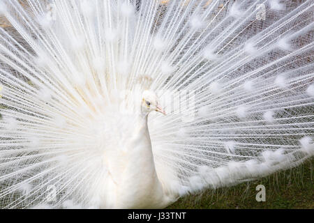 Close up of white peacock with feathers on display at Isola Bella gardens at Isola Bella, Lake Maggiore, Italy in April Stock Photo