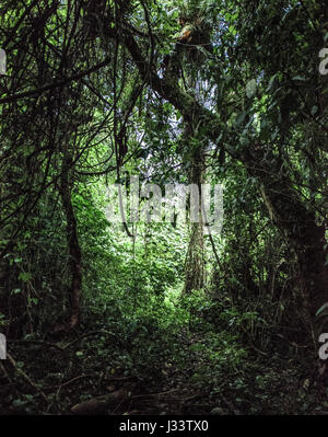 Old growth forest, RDC Stock Photo