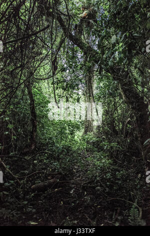 Old growth forest, RDC Stock Photo