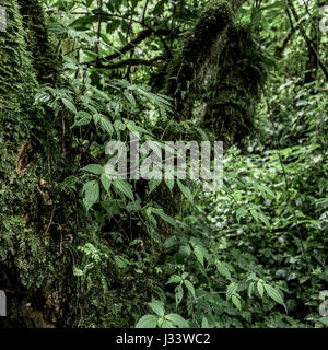 Old growth forest, RDC Stock Photo