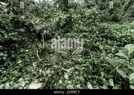 Old growth forest, RDC Stock Photo