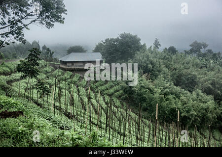 Old growth forest, RDC Stock Photo