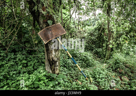 Old growth forest, RDC Stock Photo