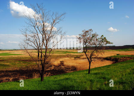 Meadow with dry acacia trees, burned reeds, green grass, blue cloudy sky, spring day, Ukraine Stock Photo