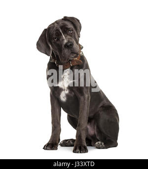 Cane Corso sitting and bending head, isolated on white Stock Photo