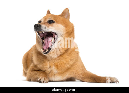 A Shiba Inu mixed breed dog with one floppy ear and one straight ear